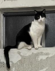 Lost Male Cat last seen Winston manor park , South San Francisco, CA 94080