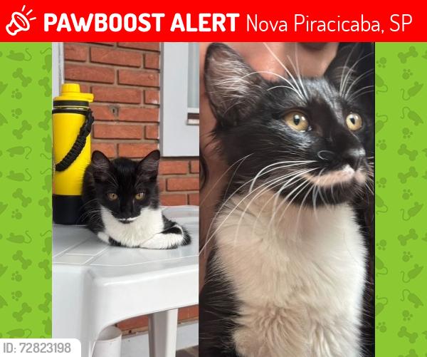 Lost Female Cat last seen Rua Das Orquídeas, Nova Piracicaba, SP 