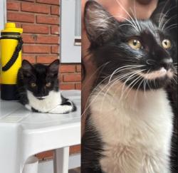 Lost Female Cat last seen Rua Das Orquídeas, Nova Piracicaba, SP 