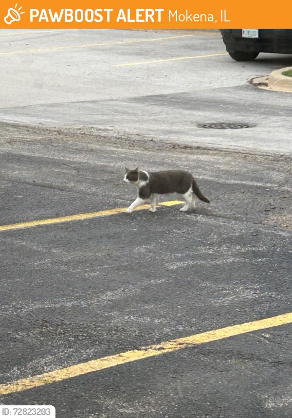 Found/Stray Unknown Cat last seen Near w 189th st Mokena IL , Mokena, IL 60448