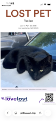 Lost Male Cat last seen Wonderwood park, Lacey, WA 98503