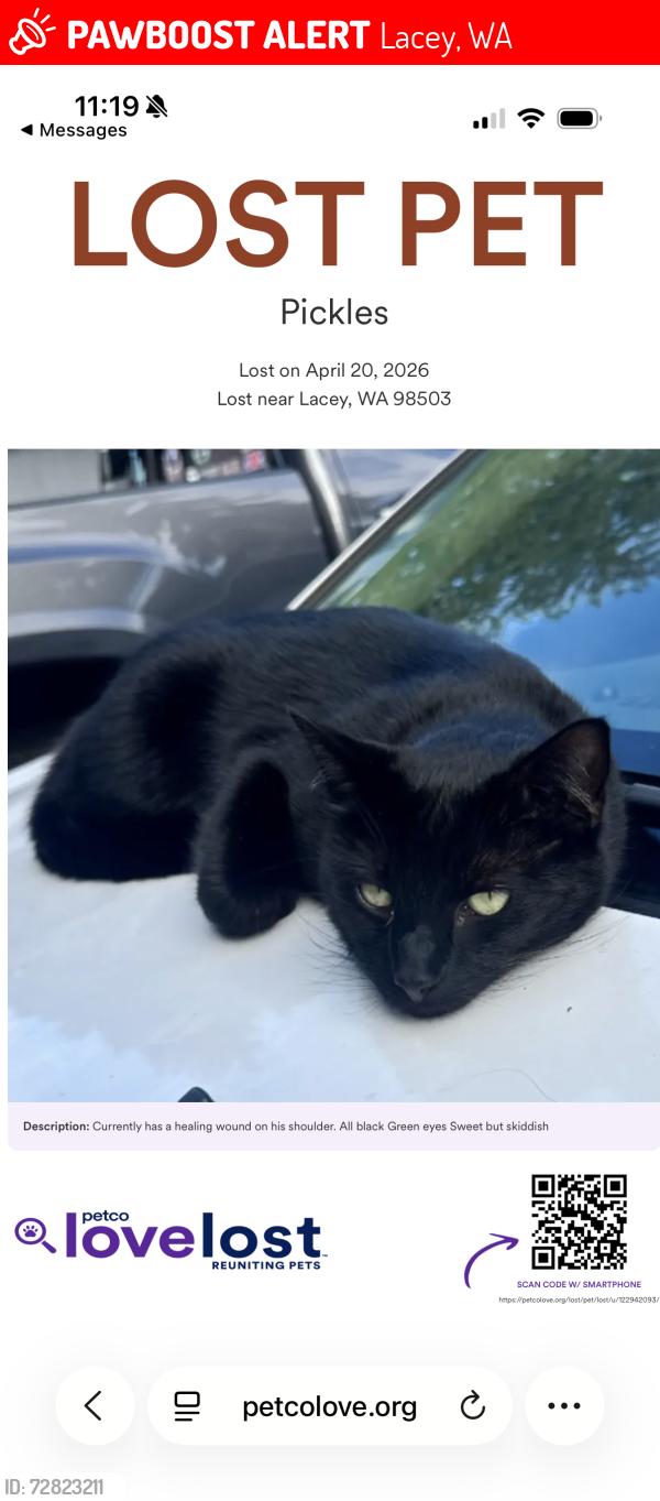 Lost Male Cat last seen Wonderwood park, Lacey, WA 98503