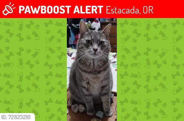 Lost Female Cat last seen Beech st se, Estacada, OR 97023