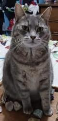 Lost Female Cat last seen Beech st se, Estacada, OR 97023
