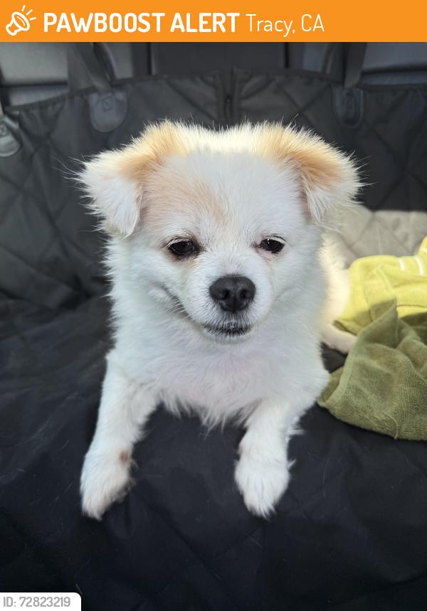 Found/Stray Female Dog last seen Tracy blvd & whispering wind, Tracy, CA 95377