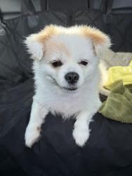 Found/Stray Female Dog last seen Tracy blvd & whispering wind, Tracy, CA 95377