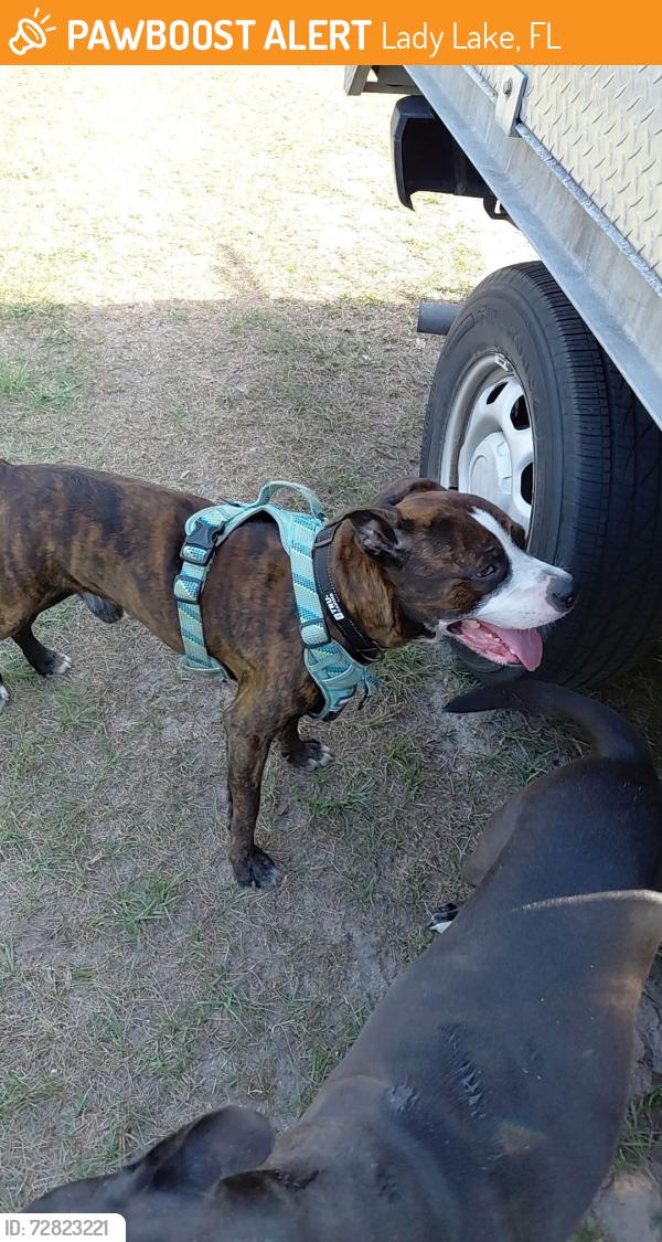 Found/Stray Male Dog last seen Uncle Donald’s farm, Lady Lake, FL 32159