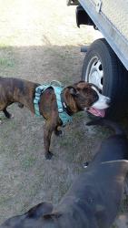 Found/Stray Male Dog last seen Uncle Donald’s farm, Lady Lake, FL 32159
