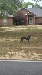 Found/Stray Unknown Dog last seen North Spencerfield and East Spencerfield, Pace, FL 32571