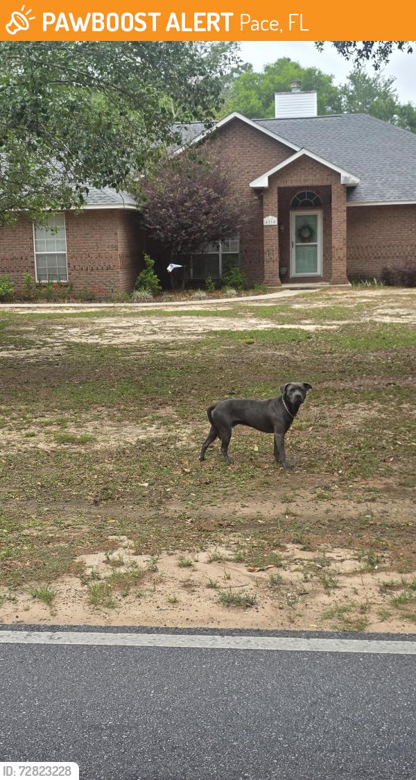 Found/Stray Unknown Dog last seen North Spencerfield and East Spencerfield, Pace, FL 32571
