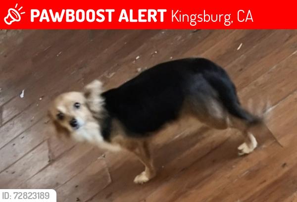 Lost Female Dog last seen 5th and Kern Kingsburg, Kingsburg, CA 93631