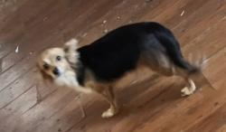 Lost Female Dog last seen 5th and Kern Kingsburg, Kingsburg, CA 93631