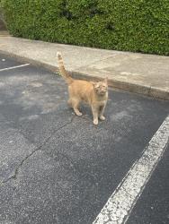 Found/Stray Unknown Cat last seen Roaming lakecrest, usually stays near the dumpster near building K, Greenville, SC 29615