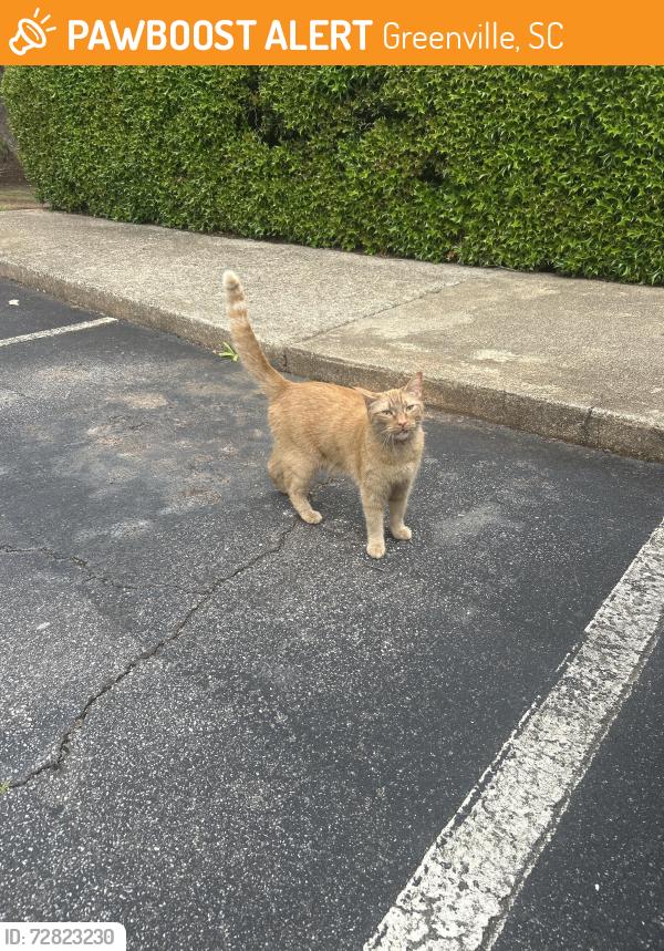 Found/Stray Unknown Cat last seen Roaming lakecrest, usually stays near the dumpster near building K, Greenville, SC 29615