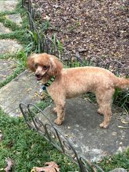 Lost Female Dog last seen Austell Road and Any Lane, Marietta, GA 30008