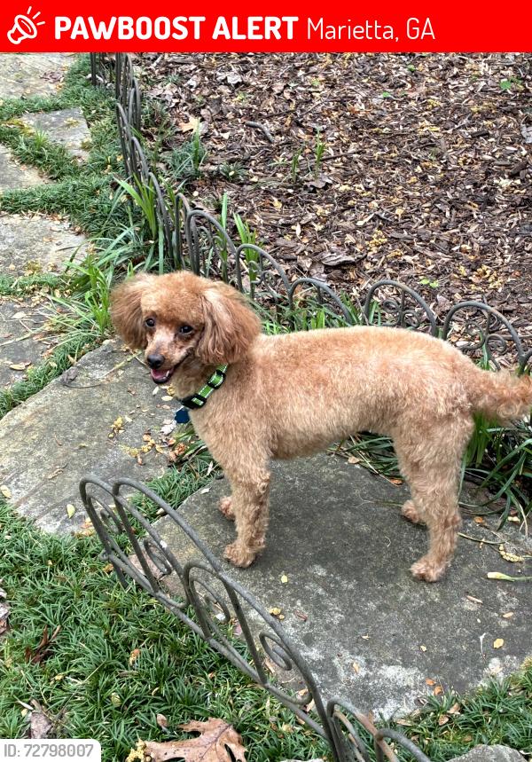Lost Female Dog last seen Austell Road and Any Lane, Marietta, GA 30008