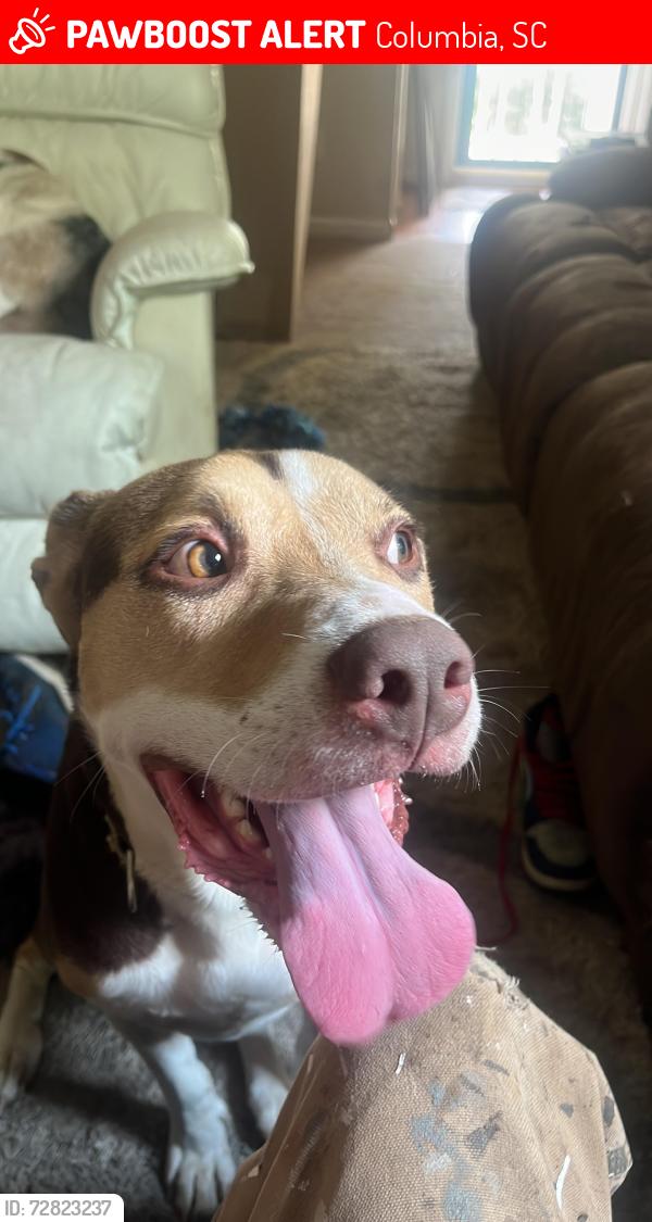 Lost Male Dog last seen Harbison and Broad River Rd, Columbia, SC 29212
