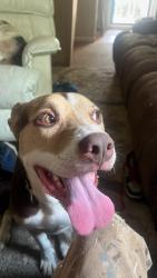 Lost Male Dog last seen Harbison and Broad River Rd, Columbia, SC 29212