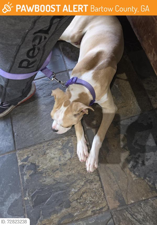 Found/Stray Male Dog last seen Falling springs rd/oak hill Baptist church hwy 140, Bartow County, GA 30171