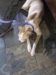 Found/Stray Male Dog last seen Falling springs rd/oak hill Baptist church hwy 140, Bartow County, GA 30171