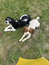 Found/Stray Unknown Dog last seen Randle highlands Elementary, Washington, DC 20020