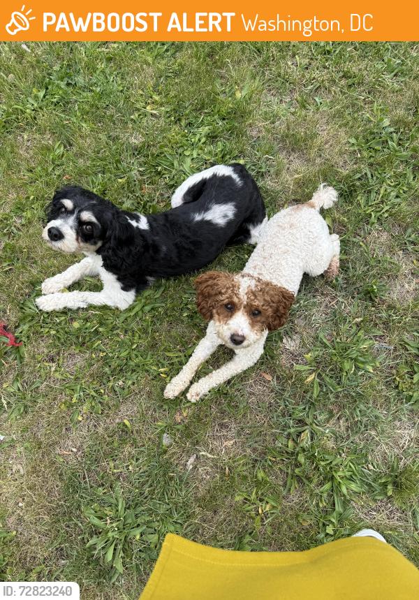 Found/Stray Unknown Dog last seen Randle highlands Elementary, Washington, DC 20020