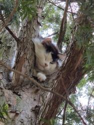 Found/Stray Unknown Cat last seen Madison and Hamilton Ave., Hamilton Township, NJ 08619