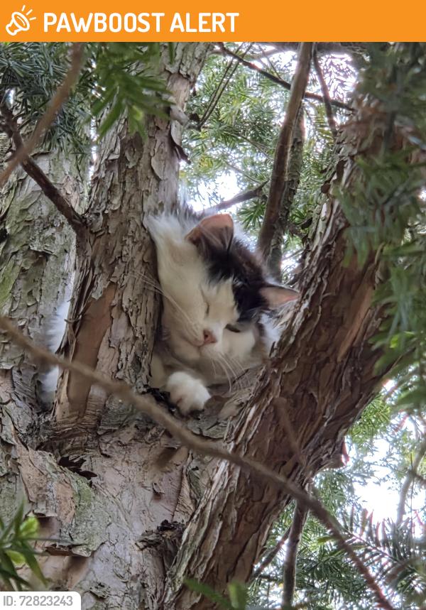 Found/Stray Unknown Cat last seen Madison and Hamilton Ave., Hamilton Township, NJ 08619