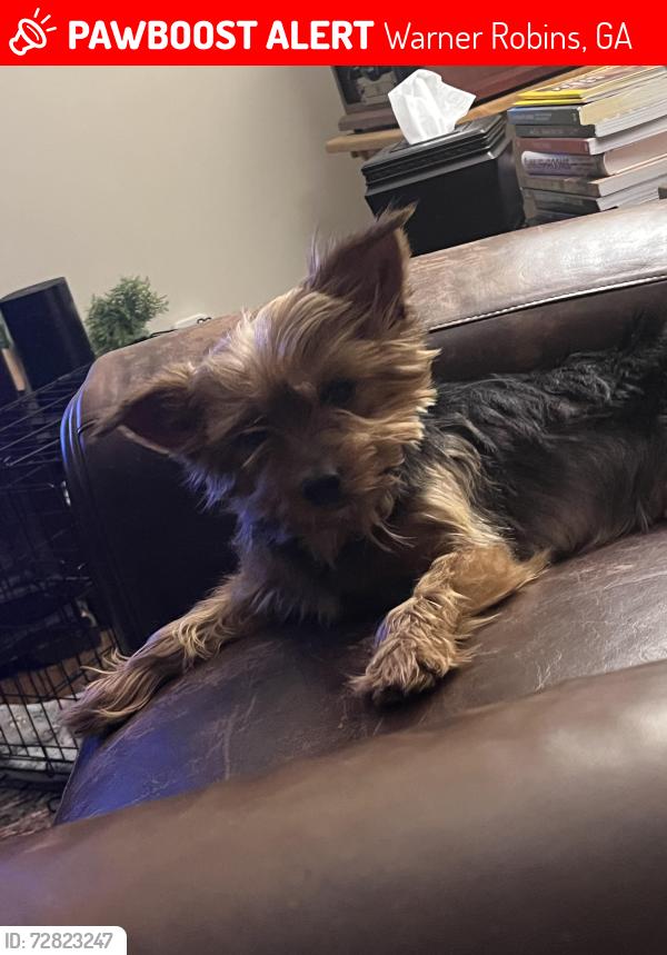 Lost Female Dog last seen Watson Blvd, Warner Robins, GA 31088