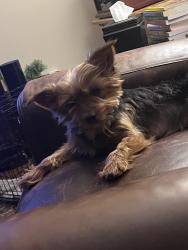 Lost Female Dog last seen Watson Blvd, Warner Robins, GA 31088