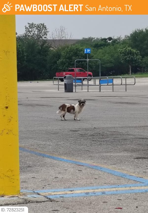 Found/Stray Unknown Dog last seen Walmart on Walzem, San Antonio, TX 78239