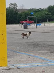 Found/Stray Unknown Dog last seen Walmart on Walzem, San Antonio, TX 78239
