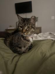 Lost Female Cat last seen 34th & Upland Area , Lubbock, TX 79407