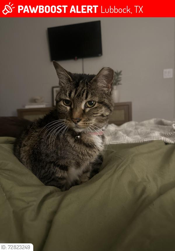 Lost Female Cat last seen 34th & Upland Area , Lubbock, TX 79407
