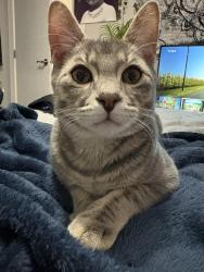 Lost Male Cat last seen Cameron street and gilburt , Regina, SK S4T 2T5