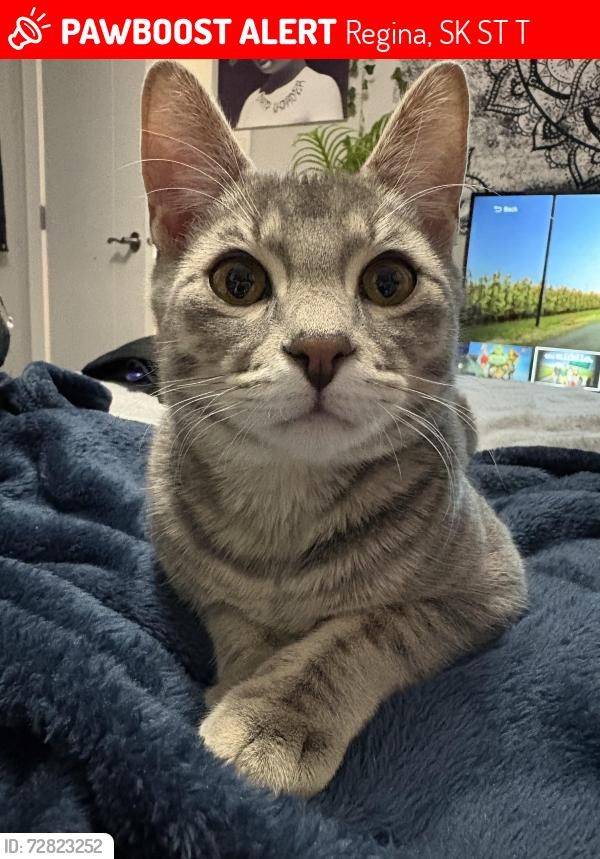 Lost Male Cat last seen Cameron street and gilburt , Regina, SK S4T 2T5