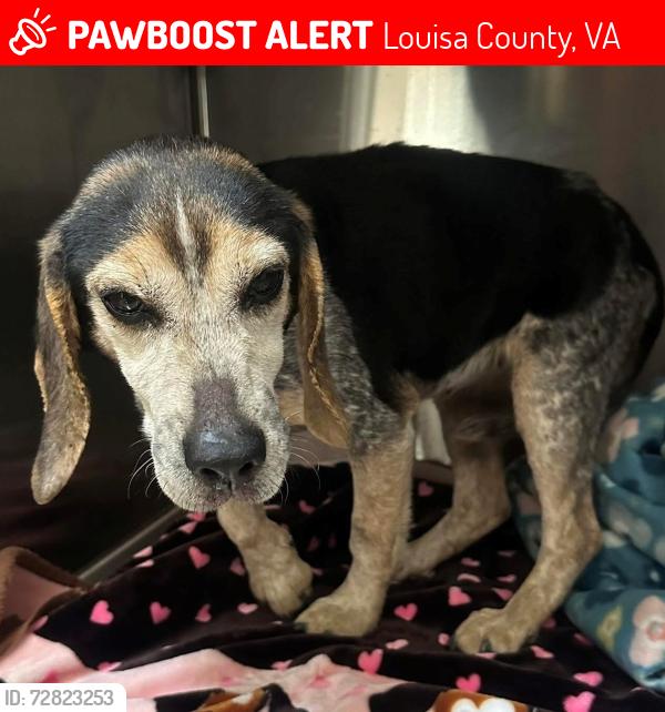 Lost Female Dog last seen Ferncliff, Louisa County, VA 23084