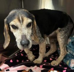 Lost Female Dog last seen Ferncliff, Louisa County, VA 23084