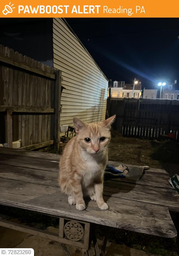 Found/Stray Unknown Cat last seen Reverb, Reading, PA 19604