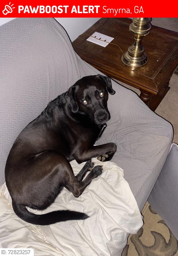 Lost Male Dog last seen Williams street smryna ga , Smyrna, GA 30082