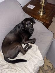 Lost Male Dog last seen Williams street smryna ga , Smyrna, GA 30082