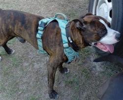 Shelter Stray Male Dog last seen GRIFFIN AVENUE & MORNING MIST DR LADY LAKE, Deer Island, FL 32778