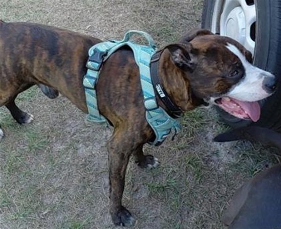Shelter Stray Male Dog last seen GRIFFIN AVENUE & MORNING MIST DR LADY LAKE, Deer Island, FL 32778