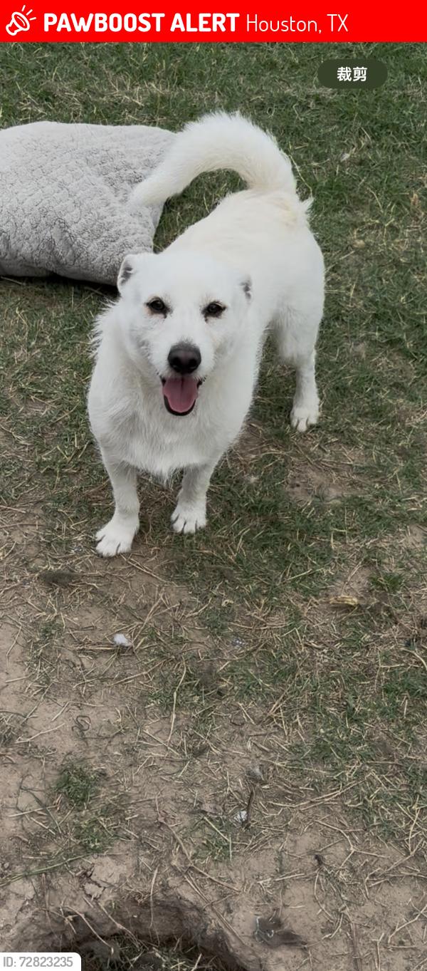 Lost Male Dog last seen Youpon valley. Dr & nooth babd, Houston, TX 77073