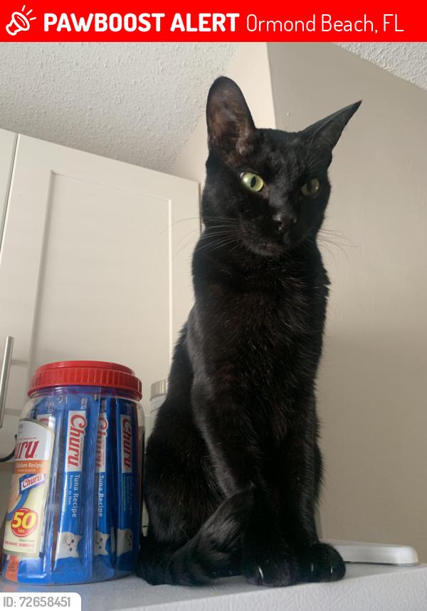 Lost Male Cat last seen Ocean Shore and John Anderson, Ormond Beach, FL 32176