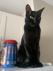 Lost Male Cat last seen Ocean Shore and John Anderson, Ormond Beach, FL 32176