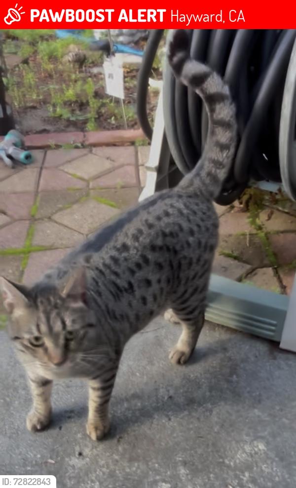 Lost Female Cat last seen Saddle and Spur, Hayward, CA 94541