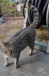 Lost Female Cat last seen Saddle and Spur, Hayward, CA 94541