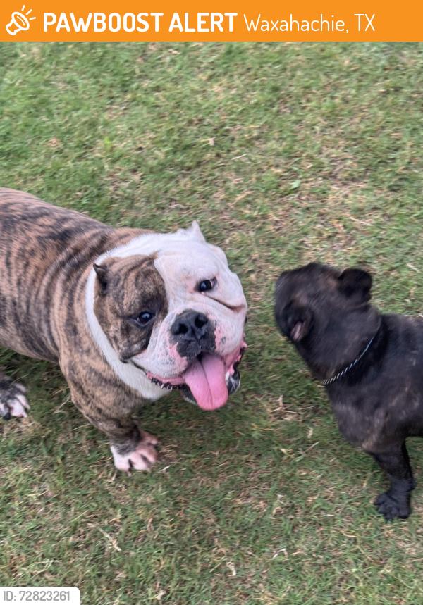 Found/Stray Unknown Dog last seen Behind Tom Thumb, Waxahachie, TX 75165