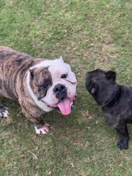 Found/Stray Unknown Dog last seen Behind Tom Thumb, Waxahachie, TX 75165
